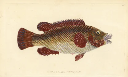 Itä-Atlantin riikinkukkohuulikala, Symphodus tinca (muinainen huulikala eli vanha vaimo, Labrus tinca). Edward Donovanin teoksen Natural History of British Fishes pohjalta piirtämä ja kaivertama käsin väritetty kuparilaatta, Donovan ja F. C. ja J.