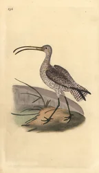 Euraasian kihara, Numenius arquata. Käsinvärinen kuparilevy, jonka on piirtänyt ja kaivertanut Edward Donovan omasta "British Birds -luonnonhistoriastaan", Lontoossa