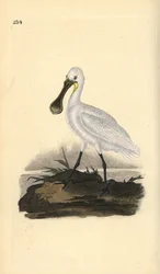 Euraasian tai tavallinen lusikkanokka, Platalea leucorodia. Käsinvärinen kuparilevy, jonka on piirtänyt ja kaivertanut Edward Donovan omasta "British Birds -luonnonhistoriastaan", Lontoossa