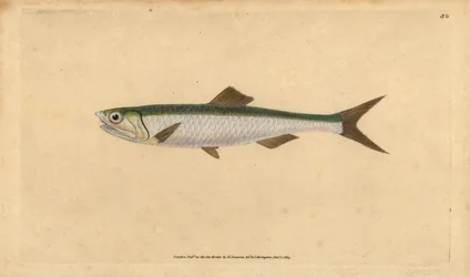 Euroopan sardelli, Engraulis encrasicolus (Sardelli, Clupea encrasicolus). Käsinvärinen kuparilevy, jonka on piirtänyt ja kaivertanut Edward Donovan teoksestaan Natural History of British Fishes, Donovan and F.C. ja J. Rivington, Lontoo