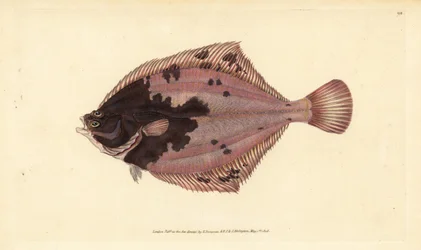Kampela, Platichthys flesus (kampela, Pleuronectes flesus). Käsinvärinen kuparilevy, jonka on piirtänyt ja kaivertanut Edward Donovan teoksestaan Natural History of British Fishes, Donovan and F.C. ja J. Rivington, Lontoo