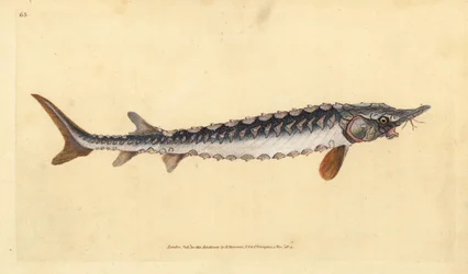 eurooppalainen tai tavallinen sammi. Äärimmäisen uhanalainen. Käsinvärinen kuparilevy, jonka on piirtänyt ja kaivertanut Edward Donovan teoksestaan Natural History of British Fishes, Donovan and F.C. ja J. Rivington, Lontoo