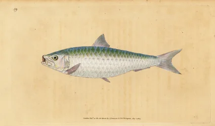 Eurooppalainen sardiini, Sardina pilchardus (Pilchard, Clupea pilchardus). Käsinvärinen kuparilevy, jonka on piirtänyt ja kaivertanut Edward Donovan teoksestaan Natural History of British Fishes, Donovan and F.C. ja J. Rivington, Lontoo