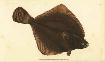 Eurooppalainen pleuronectes platessa. Käsinvärinen kuparilevy, jonka on piirtänyt ja kaivertanut Edward Donovan teoksestaan Natural History of British Fishes, Donovan and F.C. ja J. Rivington, Lontoo