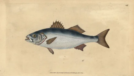 meribassi, Dicentrarchus labrax (Basse, Perca labrax). Käsinvärinen kuparilevy, jonka on piirtänyt ja kaivertanut Edward Donovan teoksestaan Natural History of British Fishes, Donovan and F.C. ja J. Rivington, Lontoo