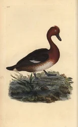 Rautainen ankka, Aythya nyroca. Käsinvärinen kuparilevy, jonka on piirtänyt ja kaivertanut Edward Donovan omasta "Britannian lintujen luonnonhistoriasta" (1794-1819). Edward Donovan (1768-1837) oli englantilais-irlantilainen amatöörieläintieteilijä, kirjai
