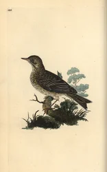Kiuru, Alauda minor (tai Tree pipit, Anthus trivialis?). Käsinvärinen kuparilevy, jonka on piirtänyt ja kaivertanut Edward Donovan omasta "British Birds -luonnonhistoriastaan", Lontoossa