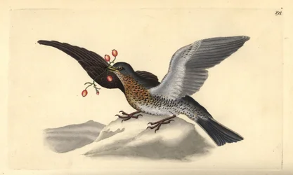 Fieldfare, Turdus pilaris. Käsinvärinen kuparilevy, jonka on piirtänyt ja kaivertanut Edward Donovan omasta "British Birds -luonnonhistoriastaan", Lontoossa