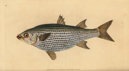 Flathead keltti, Mugil cephalus. Käsinvärinen kuparilevy, jonka on piirtänyt ja kaivertanut Edward Donovan teoksestaan Natural History of British Fishes, Donovan and F.C. ja J. Rivington, Lontoo