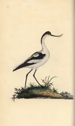 Foot avocet, Recurvirostra avocetta. Käsinvärinen kuparilevy, jonka on piirtänyt ja kaivertanut Edward Donovan omasta "British Birds -luonnonhistoriastaan", Lontoossa