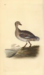 Gadwall (naaras), Anas strepera. Käsinvärinen kuparilevy, jonka on piirtänyt ja kaivertanut Edward Donovan omasta "British Birds -luonnonhistoriastaan", Lontoossa