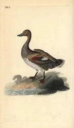 Gadwall (uros), Anas strepera. Käsinvärinen kuparilevy, jonka on piirtänyt ja kaivertanut Edward Donovan omasta "British Birds -luonnonhistoriastaan", Lontoossa