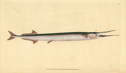 Nokkakala tai merineula, Belone belone (merihauki tai nokkakala, Esox belone). Käsinvärinen kuparilevy, jonka on piirtänyt ja kaivertanut Edward Donovan teoksestaan Natural History of British Fishes, Donovan and F.C. ja J. Rivington, Lontoo