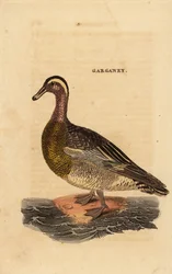 Garganey, Spatula querquedula, pieni silppusorkka