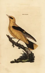 Kultainen oriolus, Oriolus oriolus