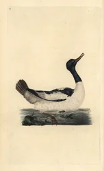 Kookoskelkka, Mergus merganser. Käsinvärinen kuparilevy, jonka on piirtänyt ja kaivertanut Edward Donovan omasta "British Birds -luonnonhistoriastaan", Lontoossa