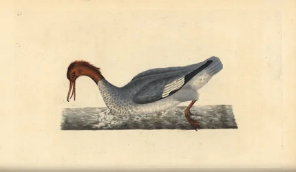 Goosander, Mergus merganser, naaras. Käsinvärinen kuparilevy, jonka on piirtänyt ja kaivertanut Edward Donovan omasta "British Birds -luonnonhistoriastaan", Lontoossa