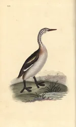 Harivuori, Podiceps cristatus. Käsinvärinen kuparilevy, jonka on piirtänyt ja kaivertanut Edward Donovan omasta "British Birds -luonnonhistoriastaan", Lontoossa