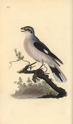 Harmaasieppo (naaras), Lanius excubitor. Edward Donovanin käsin piirtämä ja kaiverrettu kuparilevy omasta teoksestaan "Natural History of British Birds", Lontoo.