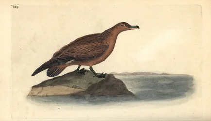 Upea skua, Stercorarius skua. Käsinvärinen kuparilevy, jonka on piirtänyt ja kaivertanut Edward Donovan omasta "British Birds -luonnonhistoriastaan", Lontoossa