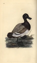 aIsosorkka, Aythya marila. Käsinvärinen kuparilevy, jonka on piirtänyt ja kaivertanut Edward Donovan omasta "British Birds -luonnonhistoriastaan", Lontoossa