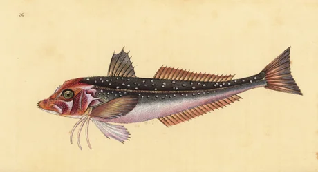 Harmaa gurnard, Eutrigla gurnardus (Trigla gurnardus). Käsinvärinen kuparilevy, jonka on piirtänyt ja kaivertanut Edward Donovan teoksestaan Natural History of British Fishes, Donovan and F.C. ja J. Rivington, Lontoo