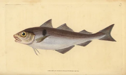 Kolja, Melanogrammus aeglefinus (Gadus aeglefinus). Haavoittuvainen. Käsinvärinen kuparilevy, jonka on piirtänyt ja kaivertanut Edward Donovan teoksestaan Natural History of British Fishes, Donovan and F.C. ja J. Rivington, Lontoo
