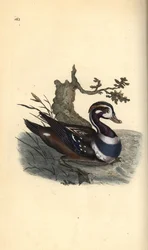 Harlekiiniankka, Histrionicus histrionicus. Käsinvärinen kuparilevy, jonka on piirtänyt ja kaivertanut Edward Donovan omasta "British Birds -luonnonhistoriastaan", Lontoossa