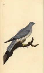 Kananirkka, Circus cyaneus. Käsinvärinen kuparilevy, jonka on piirtänyt ja kaivertanut Edward Donovan omasta "British Birds -luonnonhistoriastaan", Lontoossa
