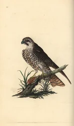 Harrastus, Falco subbuteo, toinen jalka kuolleella linnulla. Käsinvärinen kuparilevy, jonka on piirtänyt ja kaivertanut Edward Donovan omasta "British Birds -luonnonhistoriastaan", Lontoossa
