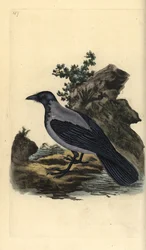 Varis, Corvus cornix. Käsinvärinen kuparilevy, jonka on piirtänyt ja kaivertanut Edward Donovan omasta "British Birds -luonnonhistoriastaan", Lontoossa