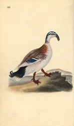 Koukkunokkasorsa, Anas platyrhynchos. Käsinvärinen kuparilevy, jonka on piirtänyt ja kaivertanut Edward Donovan omasta "British Birds -luonnonhistoriastaan", Lontoossa
