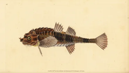 Koukkunokka, Agonus cataphractus (Pogge tai aseistettu härkäpää, Cottus cataphractus). Edward Donovanin käsin piirtämä ja kaiverrettu kuparilevy teoksesta Natural History of British Fishes, Donovan and F.C. and J. Rivington, Lontoo.