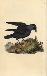 Jackdaw, Corvus monedula, matolla. Käsinvärinen kuparilevy, jonka on piirtänyt ja kaivertanut Edward Donovan omasta "Britannian lintujen luonnonhistoriasta" (1794-1819). Edward Donovan (1768-1837) oli englantilais-irlantilainen amatöörieläintieteilijä, kir