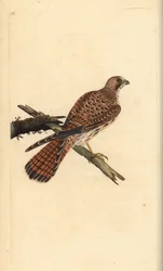 Kestrel, Falco tinnunculus, naaras. Käsinvärinen kuparilevy, jonka on piirtänyt ja kaivertanut Edward Donovan omasta "British Birds -luonnonhistoriastaan", Lontoossa