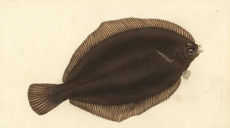 Sitruunapohja, Microstomus kitt (Pienipäinen tai smear dab, Pleuronectes microcephalus). Käsinvärinen kuparilevy, jonka on piirtänyt ja kaivertanut Edward Donovan teoksestaan Natural History of British Fishes, Donovan and F.C. ja J. Rivington, Lontoo