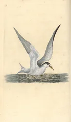 Pikkutiira, Sternula albifrons. Käsinvärinen kuparilevy, jonka on piirtänyt ja kaivertanut Edward Donovan omasta "British Birds -luonnonhistoriastaan", Lontoossa