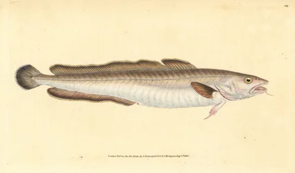 Molva, Molva molva (Gadus molva). Käsinvärinen kuparilevy, jonka on piirtänyt ja kaivertanut Edward Donovan teoksestaan Natural History of British Fishes, Donovan and F.C. ja J. Rivington, Lontoo