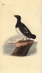 Little auk tai Dovekie (naaras), All alle. Käsinvärinen kuparilevy, jonka on piirtänyt ja kaivertanut Edward Donovan omasta "British Birds -luonnonhistoriastaan", Lontoossa