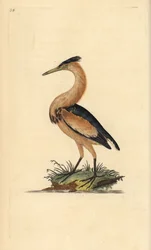 Pikkukarvas, Ixobrychus minutus. Käsinvärinen kuparilevy, jonka on piirtänyt ja kaivertanut Edward Donovan omasta "British Birds -luonnonhistoriastaan", Lontoossa