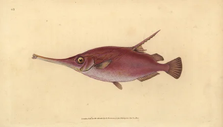 Pitkäkärkikala, Macroramphosus scolopax (Snipe tai trumpettikala, Centriscus scolopax). Käsinvärinen kuparilevy, jonka on piirtänyt ja kaivertanut Edward Donovan teoksestaan Natural History of British Fishes, Donovan and F.C. ja J. Rivington, Lontoo