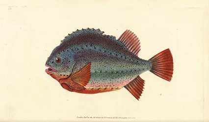 Lumpsucker tai lumfish, Cyclopterus lumpus. Käsinvärinen kuparilevy, jonka on piirtänyt ja kaivertanut Edward Donovan teoksestaan Natural History of British Fishes, Donovan and F.C. ja J. Rivington, Lontoo
