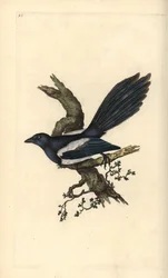 Harakka, Pica pica. Käsinvärinen kuparilevy, jonka on piirtänyt ja kaivertanut Edward Donovan omasta "British Birds -luonnonhistoriastaan", Lontoossa
