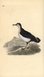Manx shearwater, Puffinus puffinus. Käsinvärinen kuparilevy, jonka on piirtänyt ja kaivertanut Edward Donovan omasta "British Birds -luonnonhistoriastaan", Lontoossa