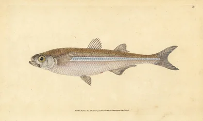 Välimeren hiekkakuore tai eurooppalainen ateriini, Atherina hepsetus. Käsinvärinen kuparilevy, jonka on piirtänyt ja kaivertanut Edward Donovan teoksestaan Natural History of British Fishes, Donovan and F.C. ja J. Rivington, Lontoo