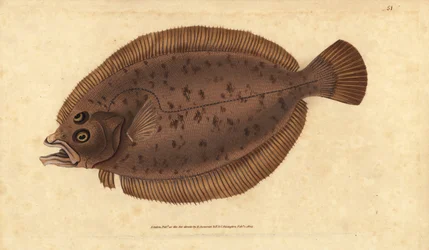 Megrim tai whiff, Lepidorhombus whiffiagonis (Pleuronectes megastoma). Käsinvärinen kuparilevy, jonka on piirtänyt ja kaivertanut Edward Donovan teoksestaan Natural History of British Fishes, Donovan and F.C. ja J. Rivington, Lontoo