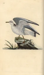 Mew tai talvilokki, Larus canus. Käsinvärinen kuparilevy, jonka on piirtänyt ja kaivertanut Edward Donovan omasta "British Birds -luonnonhistoriastaan", Lontoossa