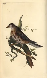 Mistristasta, Turdus viscivorus. Käsinvärinen kuparilevy, jonka on piirtänyt ja kaivertanut Edward Donovan omasta "British Birds -luonnonhistoriastaan", Lontoossa