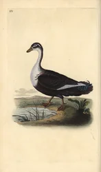 Myskiankka (muunnelma), Cairina moschata. Käsinvärinen kuparilevy, jonka on piirtänyt ja kaivertanut Edward Donovan omasta "British Birds -luonnonhistoriastaan", Lontoossa