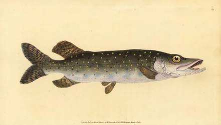 Pohjoinen hauki, Esox lucius. Käsinvärinen kuparilevy, jonka on piirtänyt ja kaivertanut Edward Donovan teoksestaan Natural History of British Fishes, Donovan and F.C. ja J. Rivington, Lontoo